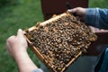 Beekeper is working with honeycombs which is completely covered by bees. Detail on apiaristÃÆÃâÃÂ¢Ã¢âÂ¬ÃÂ¡ÃÆÃ¢â¬Å¡ÃâÃÂ´s hands. Royalty Free Stock Photo